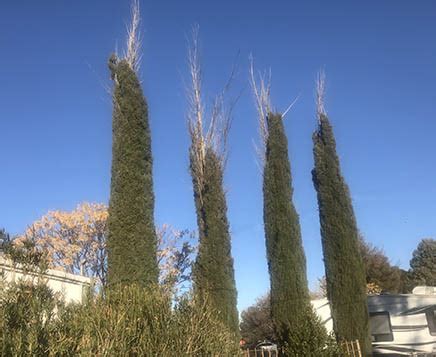 italian cypress tree problems.